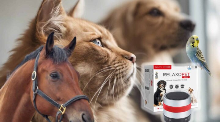 Entspannte Haustiere mit RelaxoPet