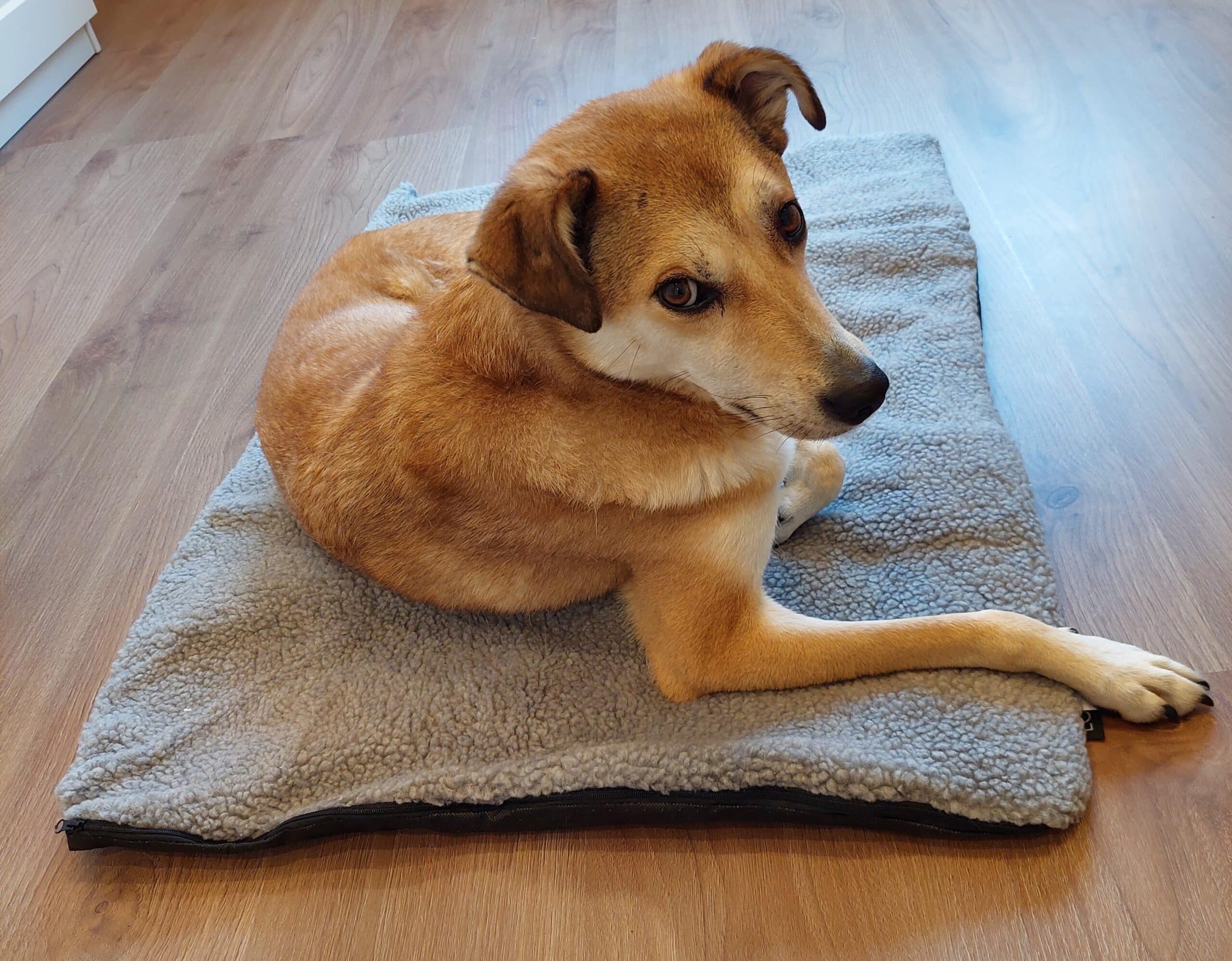 Hund liegt auf einer grauen Wärmematte auf dem Boden.