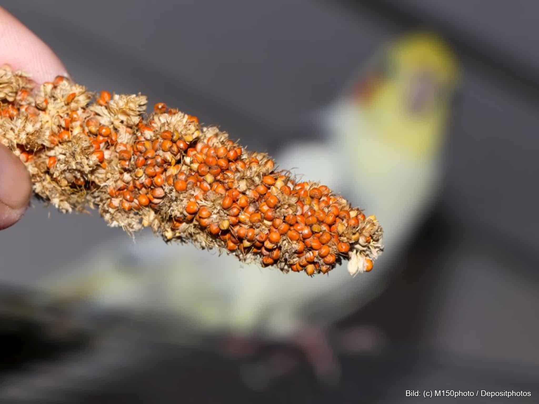 Kolbenhirse Wellensittich