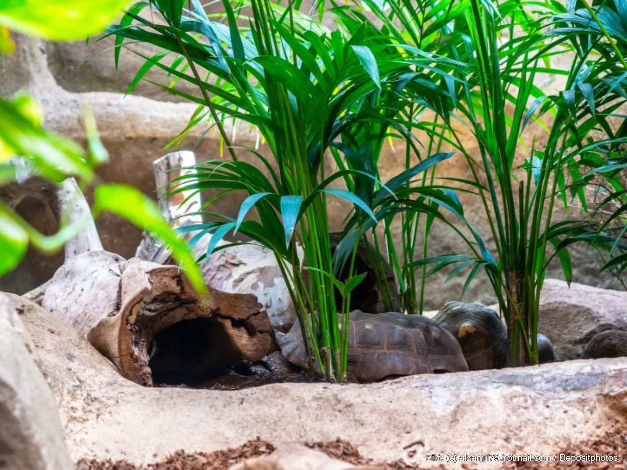Terrarium Zubehör Pflanzen und Holz