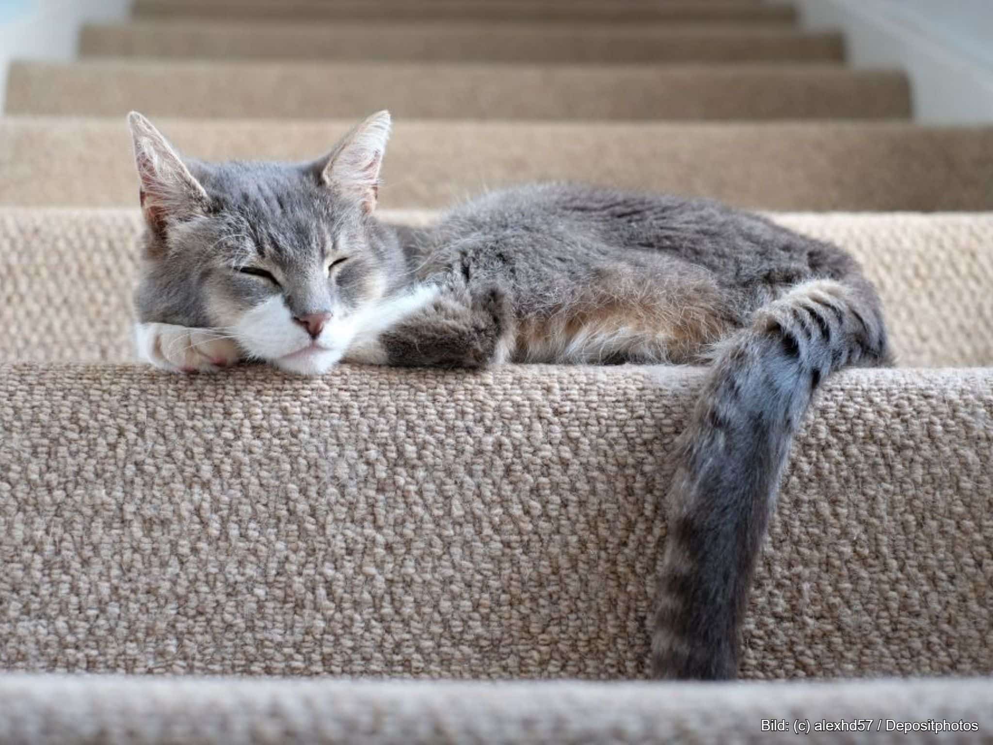 Katzentreppe als Kuschelplatz