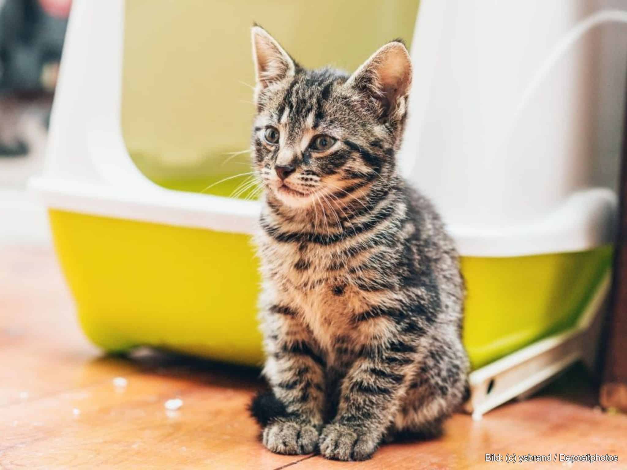 Selbstreinigendes Katzenklo mit Katze