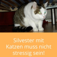 silvester-katze