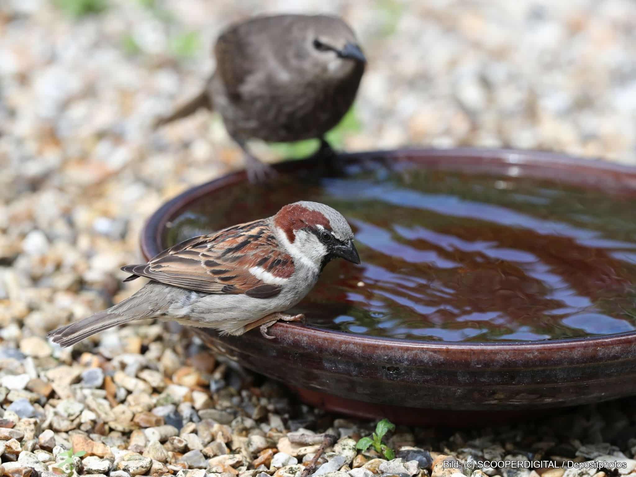 Vogeltränke stehend