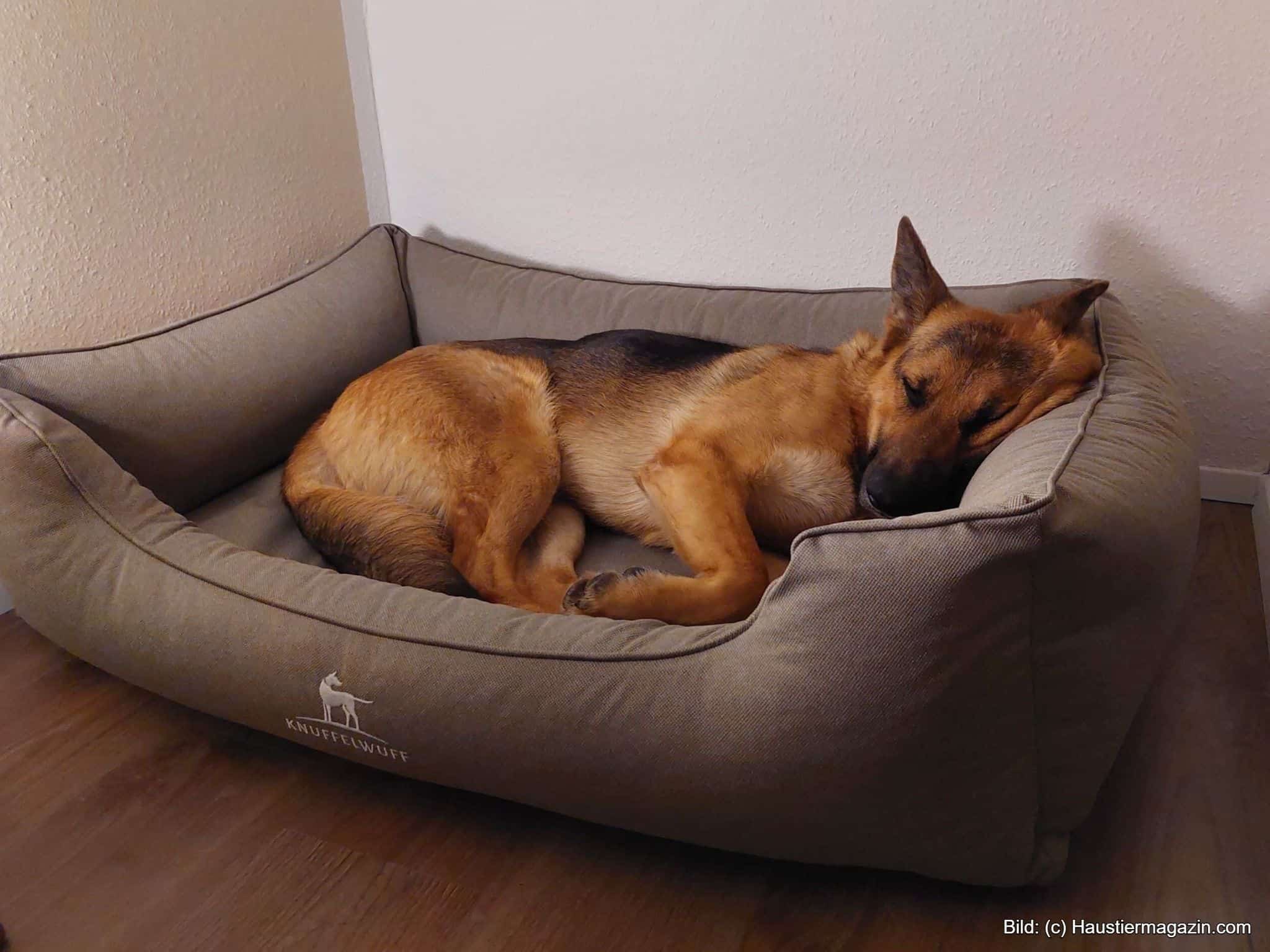 Stabiles Hundebett mit orthopädischer Liegefläche