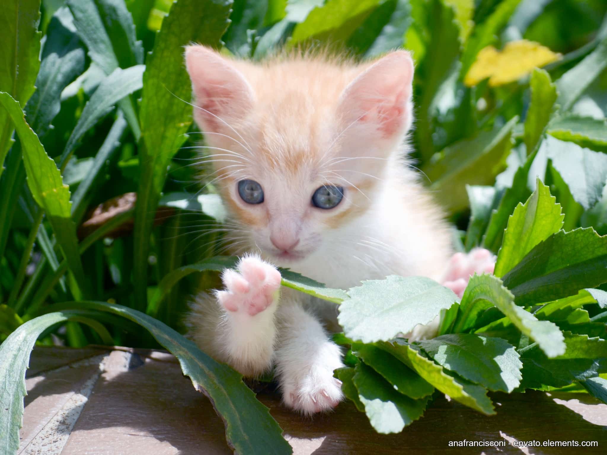 die-suessesten-katzenbabys
