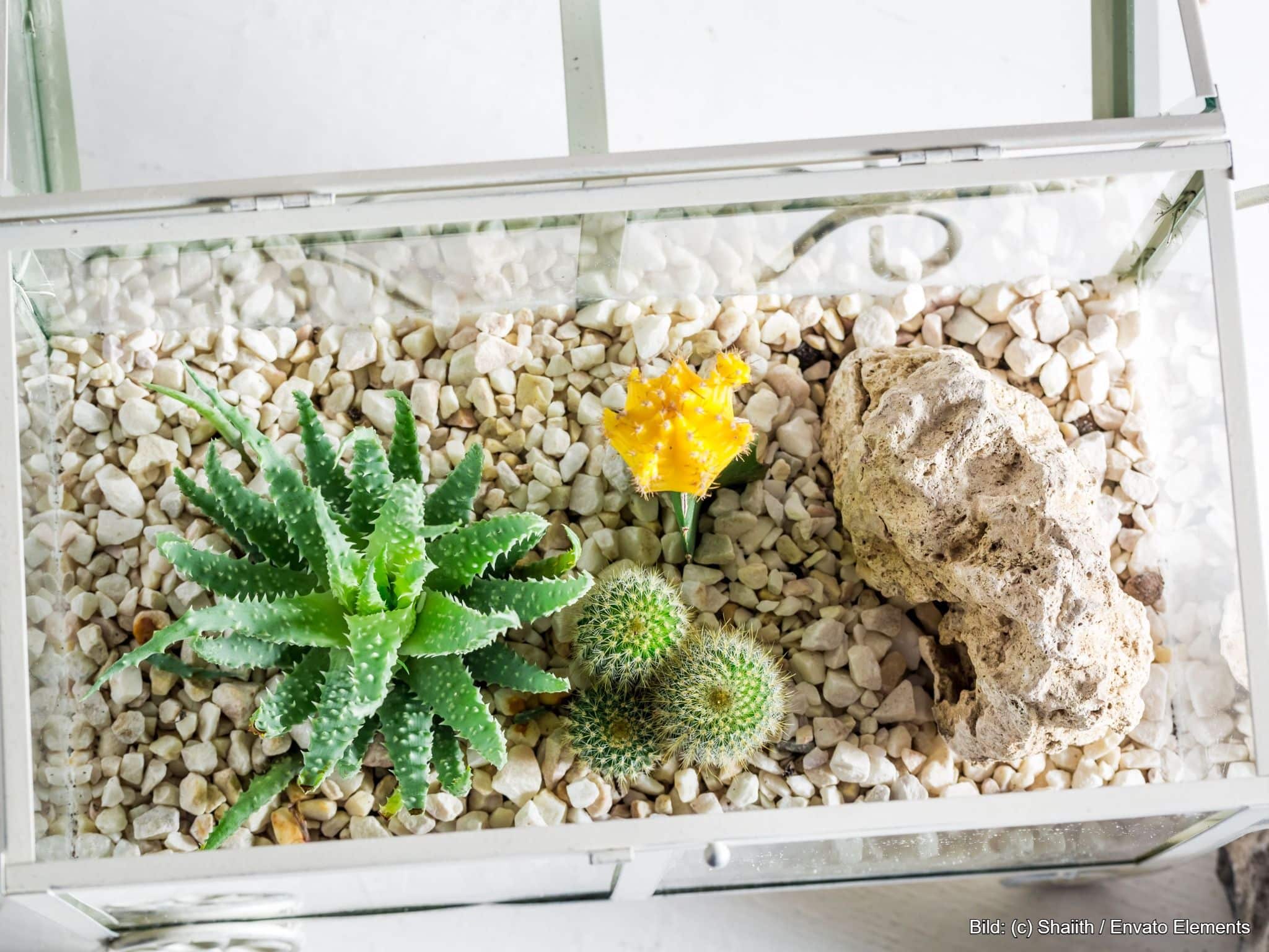 Pflanzen als Terrarium Deko