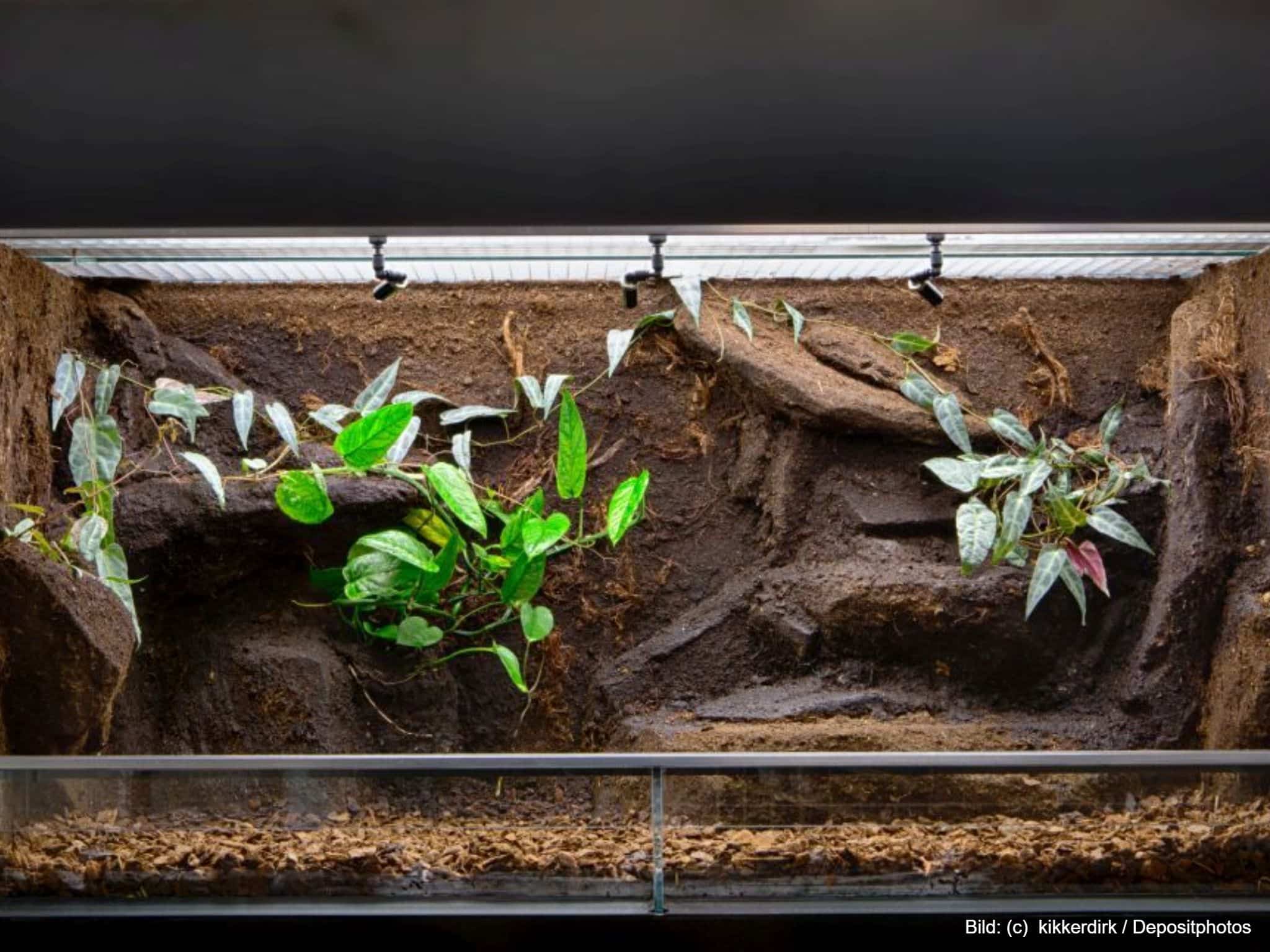 Terrarium Glas mit Pflanzen