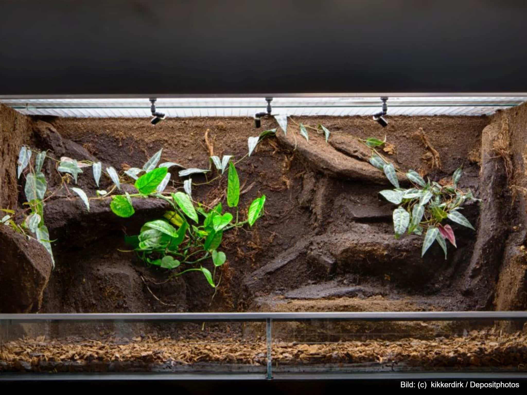 Echte Terrarium-Pflanzen