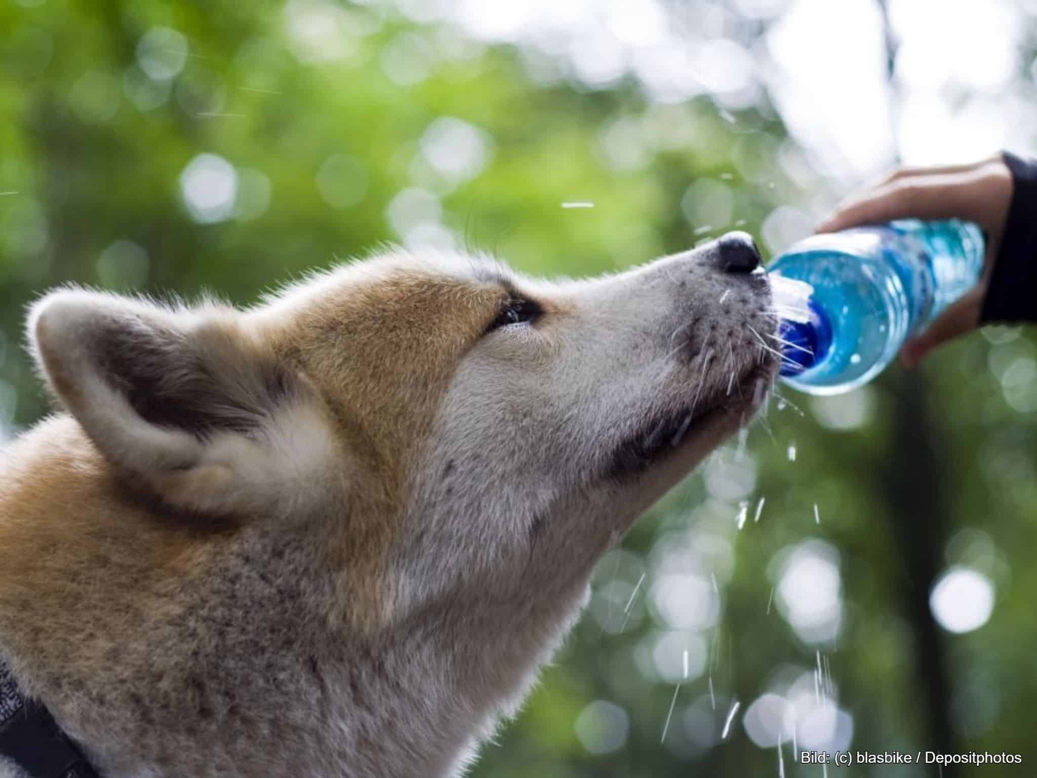 Unterwegs mit Trinkflasche Hund
