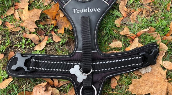 Geschirr „All-day-Adventure“ von Truelove im Test