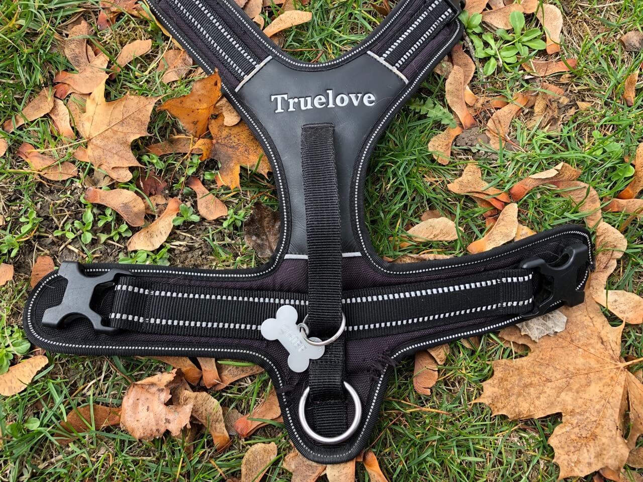 All-day-Adventure Hundegeschirr im Test