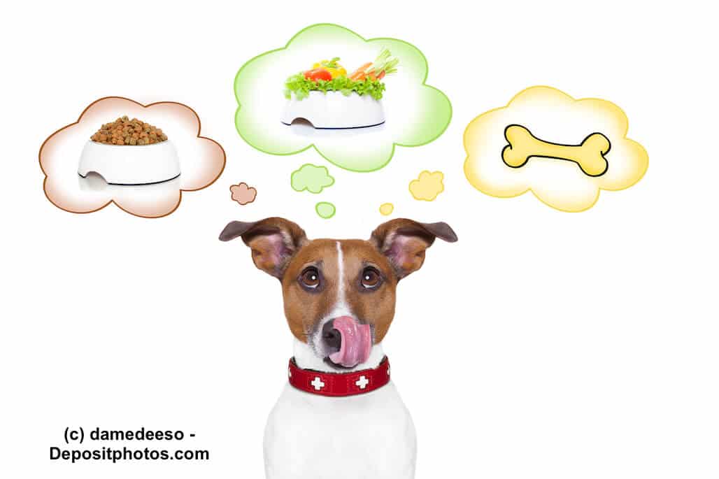 Ist vegane Hundeernährung überhaupt möglich?