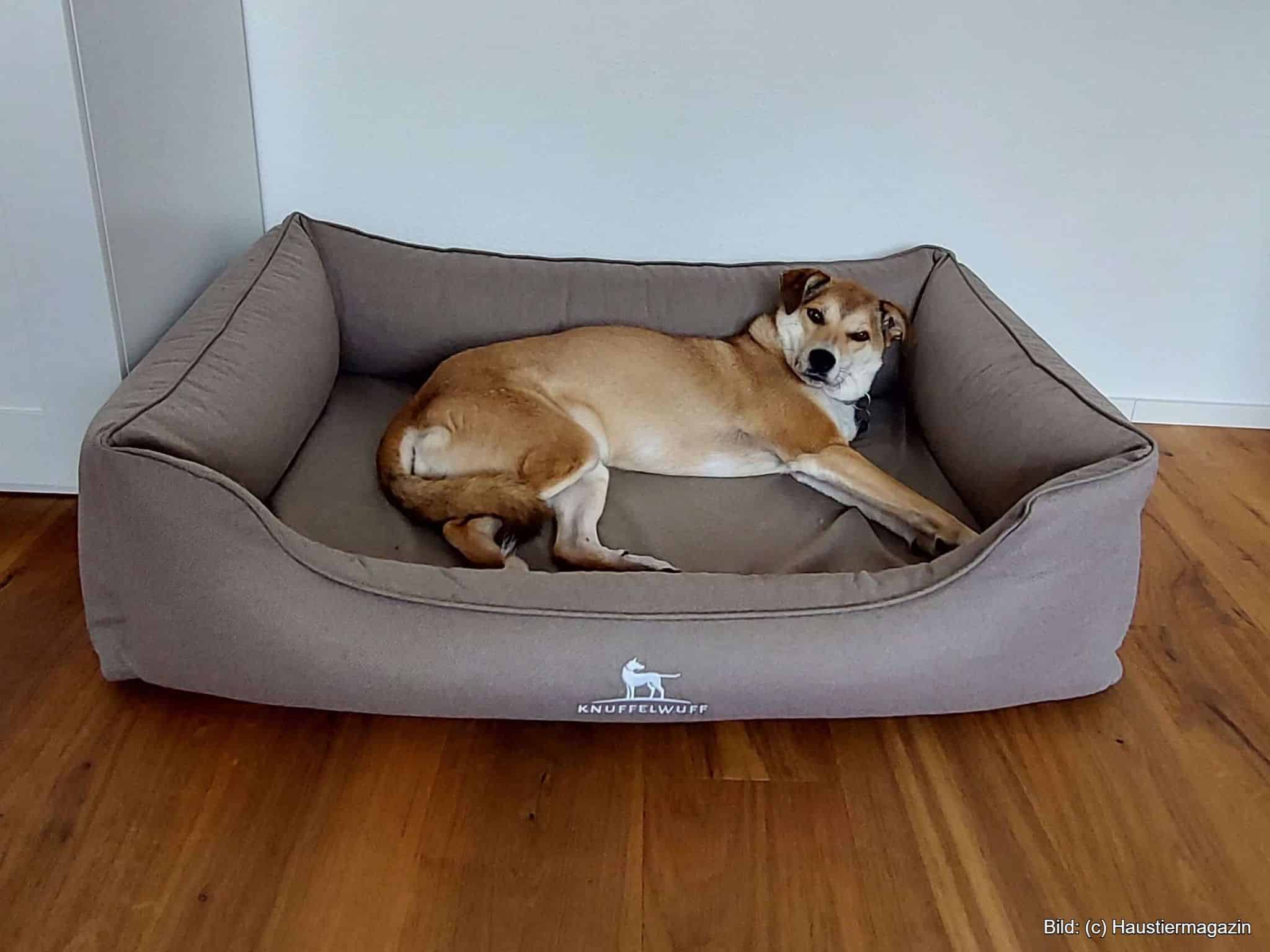 Hundebetten mit hohem Rand und tiefem Einstieg