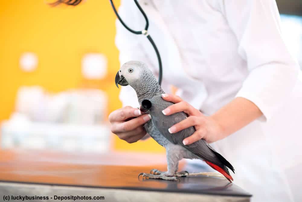 Vogelkrankheiten, ein grauer Papagei wird von einer Tierärztin abgehört.