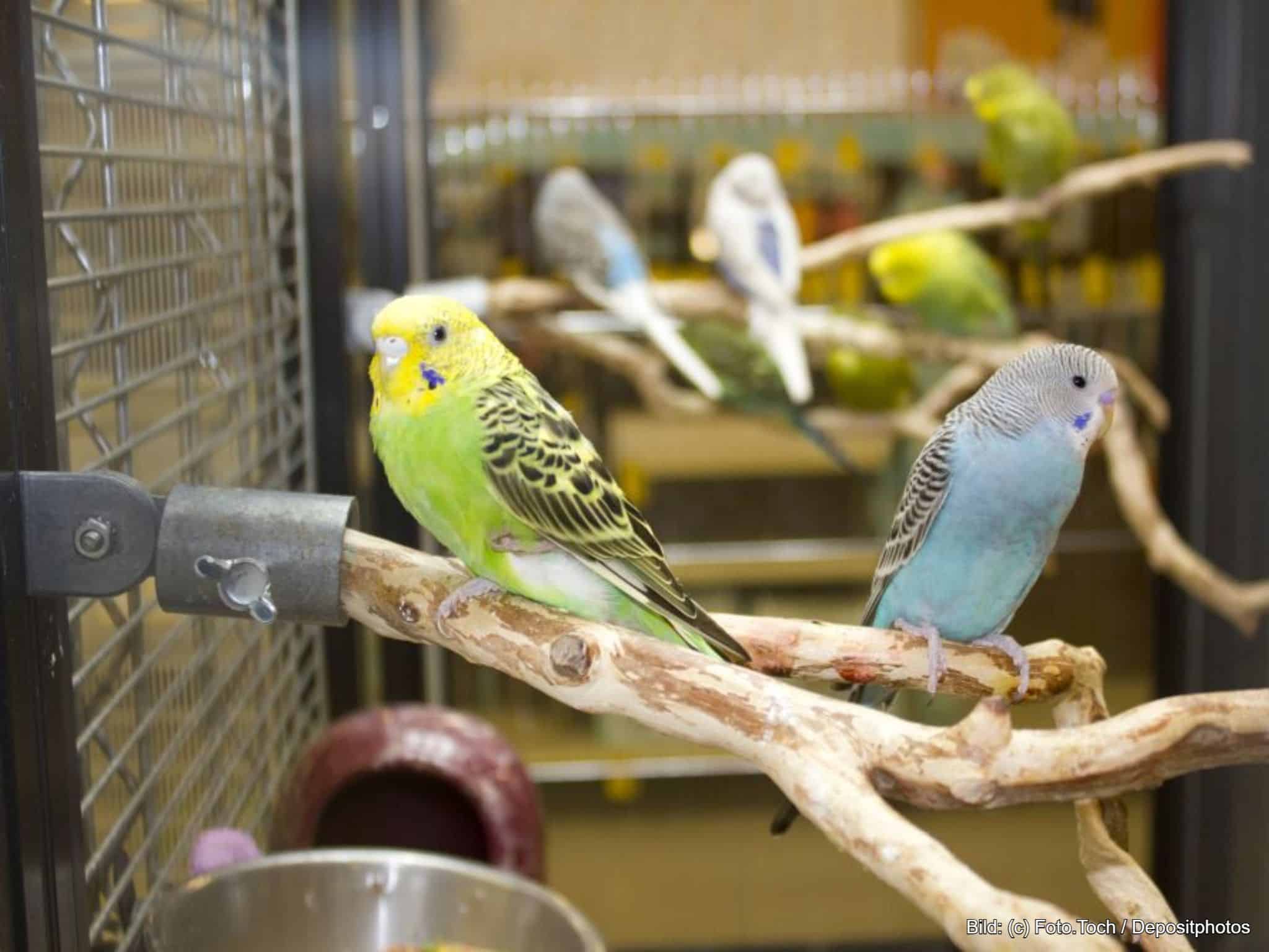 Artgerechte Vogelvoliere