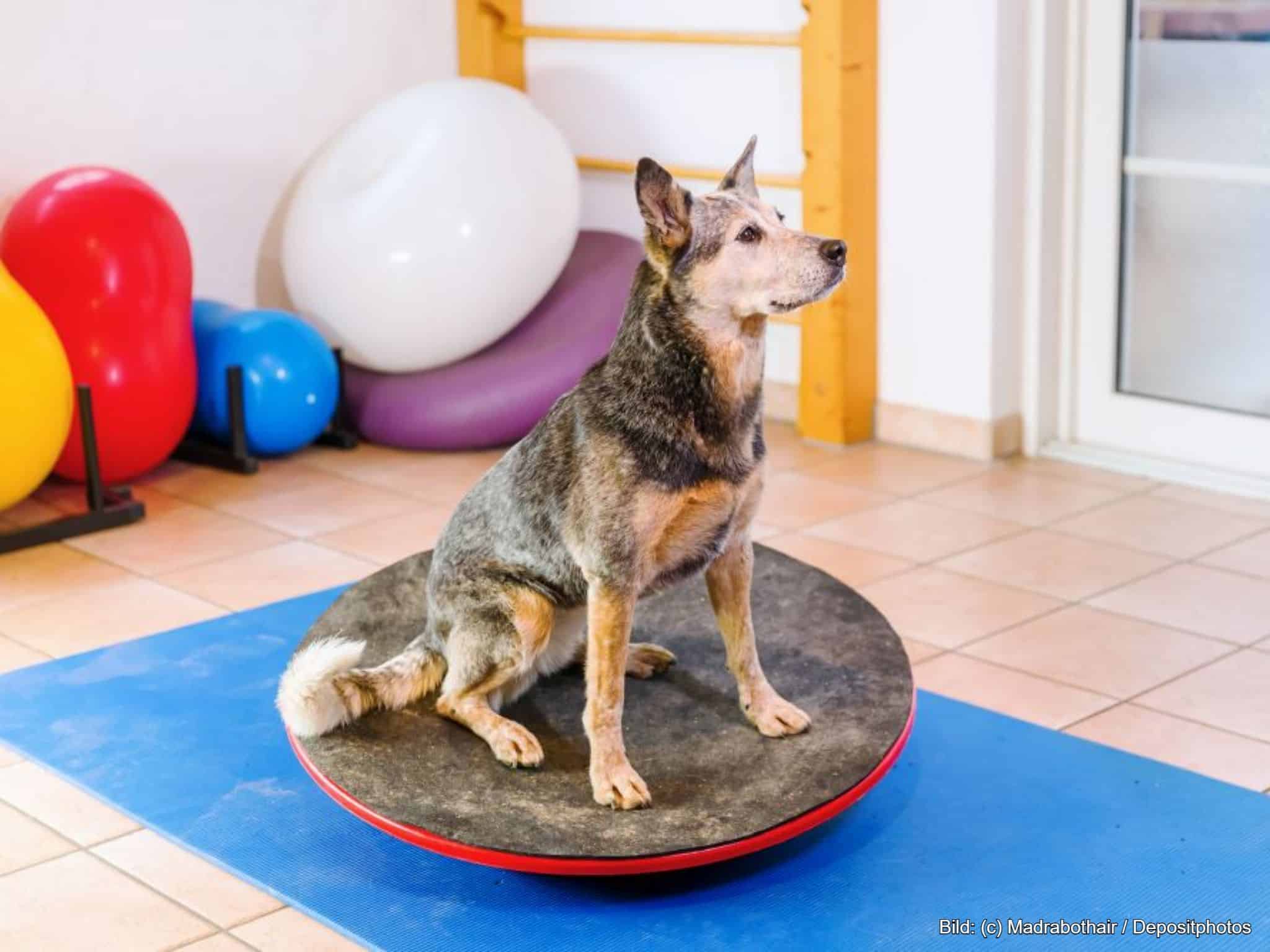 Wackelbrett Hund Wobble Board