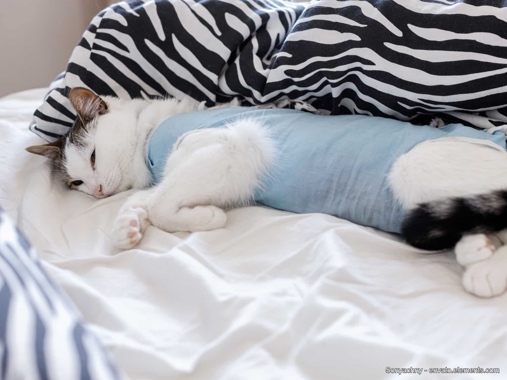 wann-katze-kastrieren