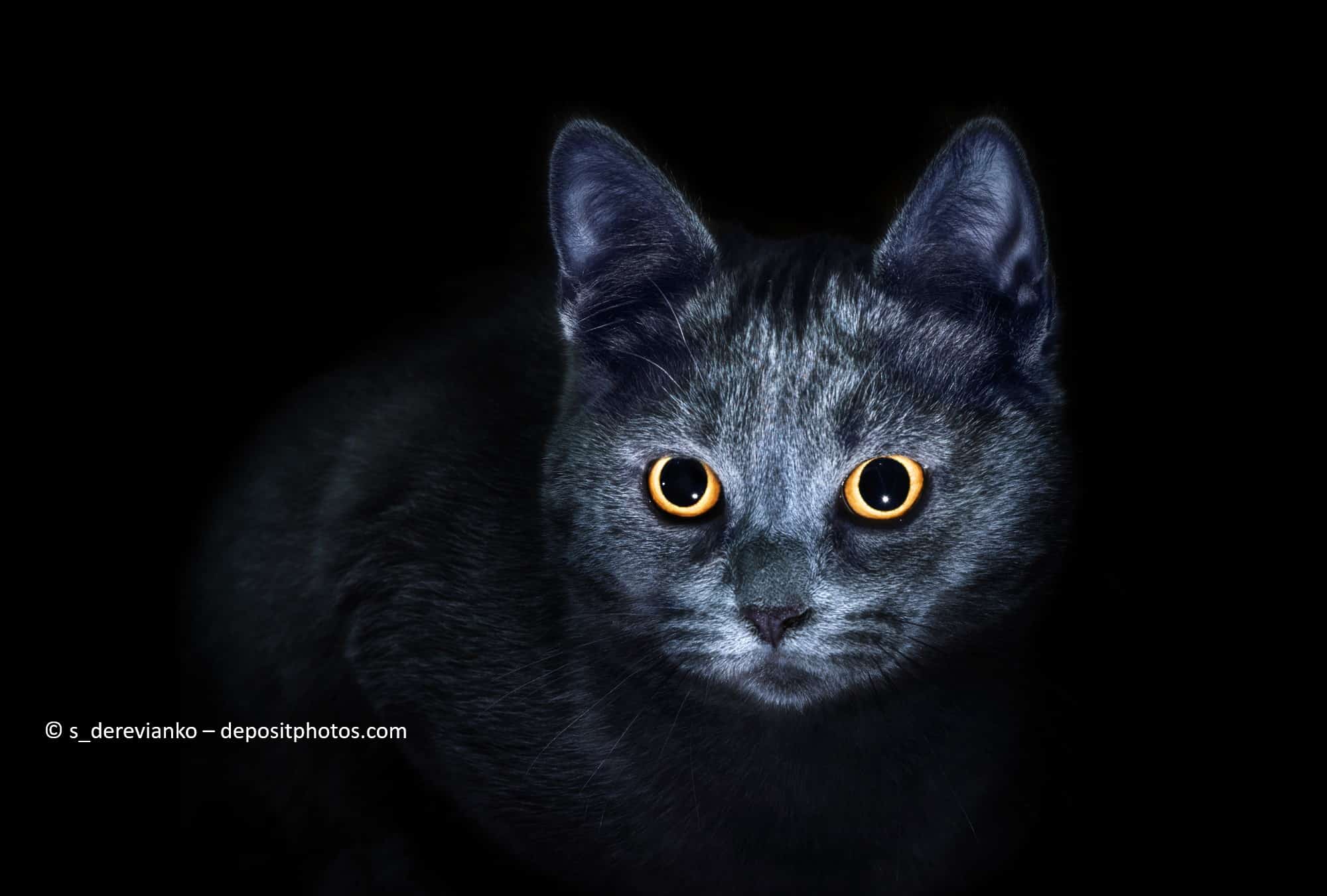 Schwarze Katze sitzt in der Dunkelheit