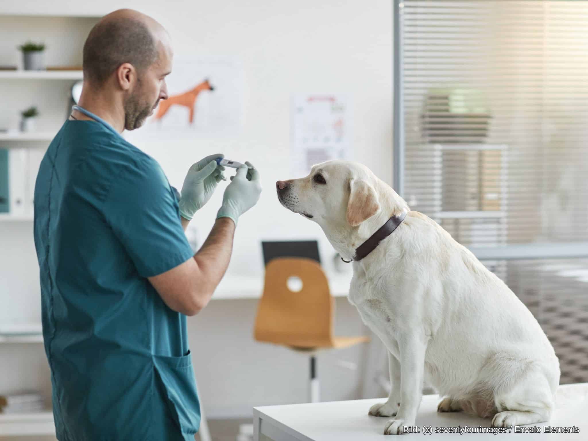 Hundeversicherungen im Überblick