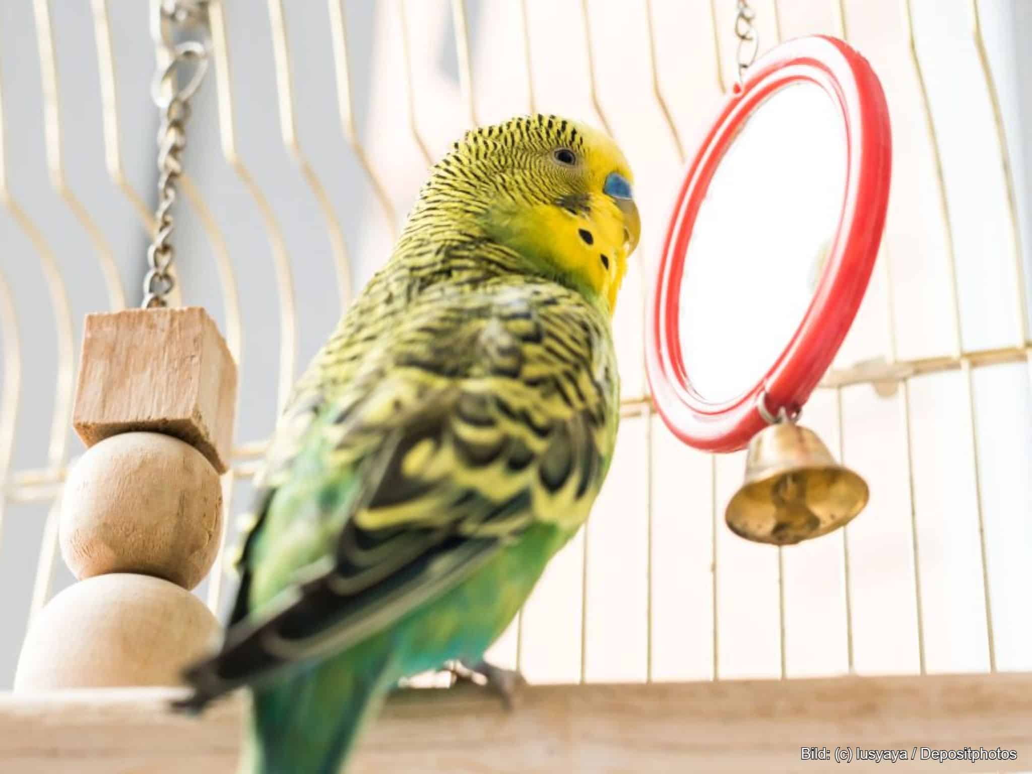 Vogelspielzeug für Wellensittich