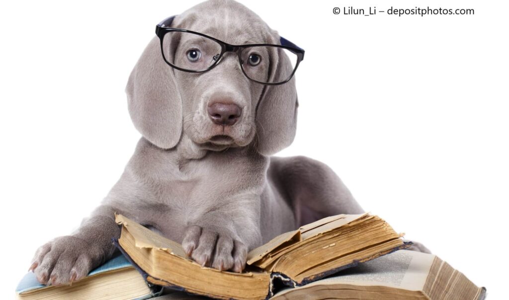 Weimaraner-Welpe mit Brille liegt auf ein paar Büchern. Beschriftung lautet: Bist Du eine Leseratte? Dann haben wir hier ein paar tolle Buchempfehlungen für Dich!