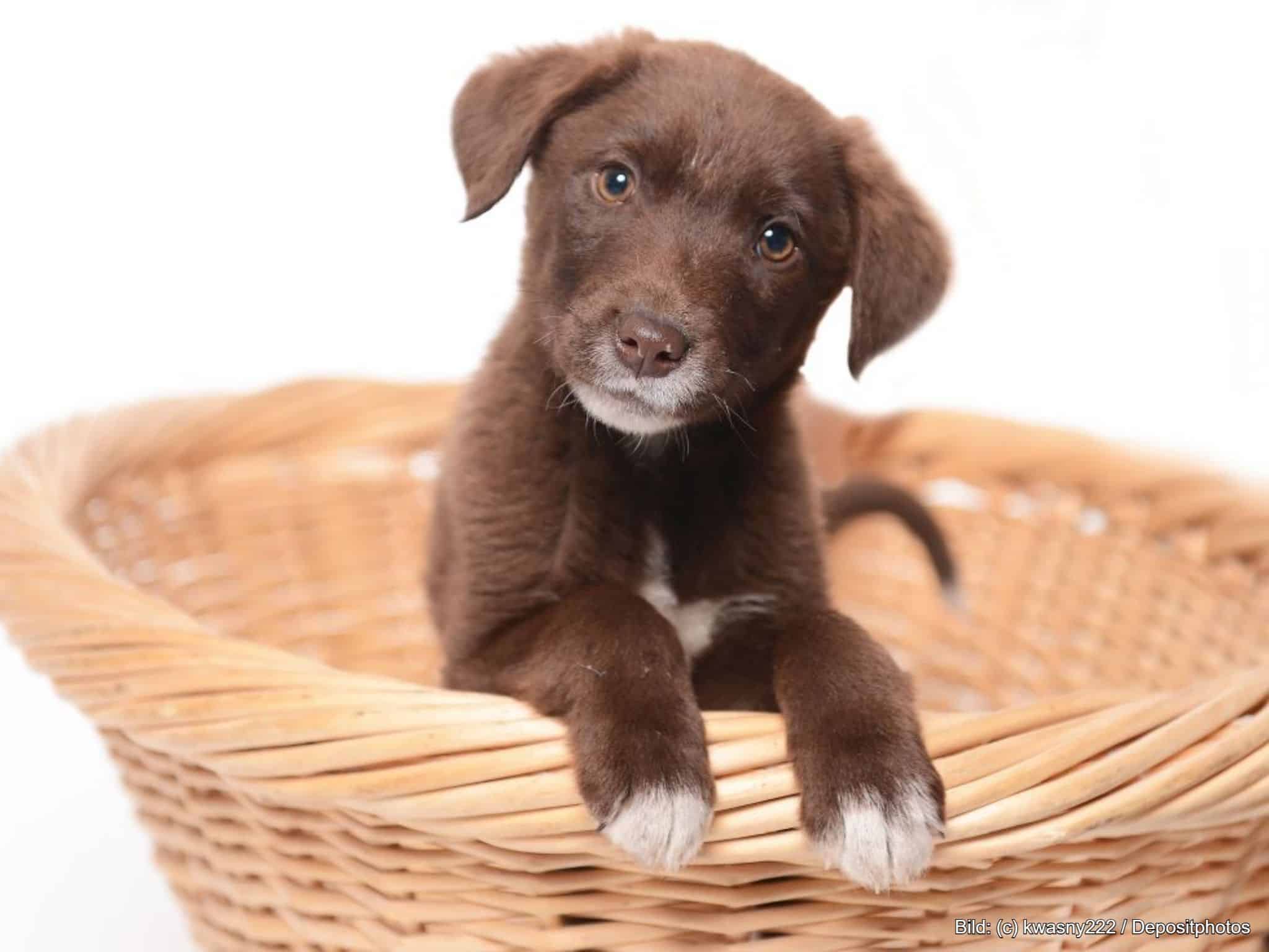 Hundekörbchen aus Weide