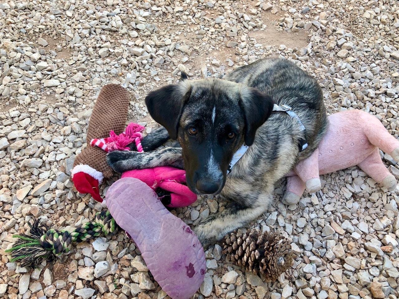 Damit dein Welpe sich sein Zubehör nicht selber zusammensuchen muss, kannst du unsere Checkliste nutzen.