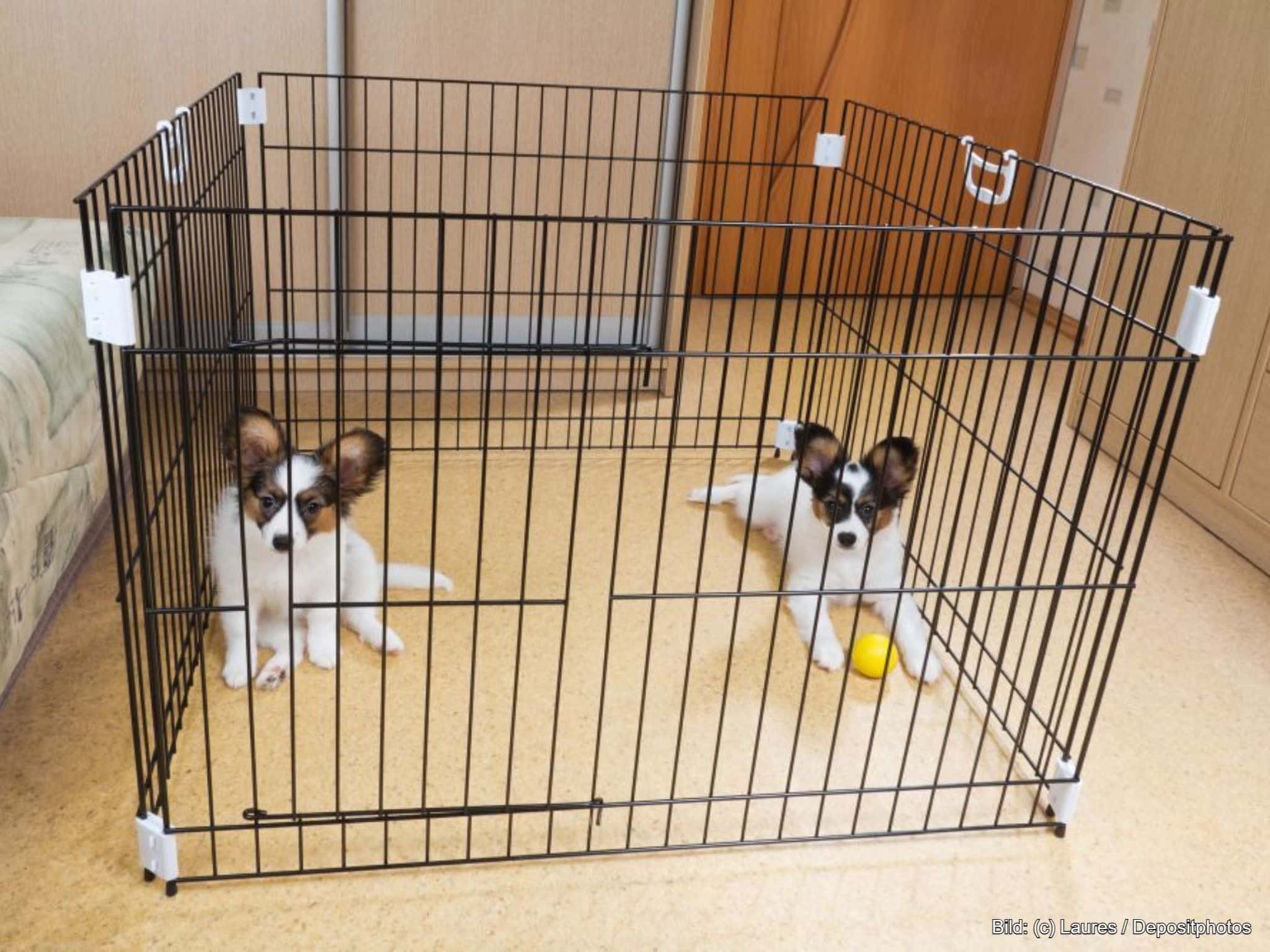 Welpengitter in der Wohnung