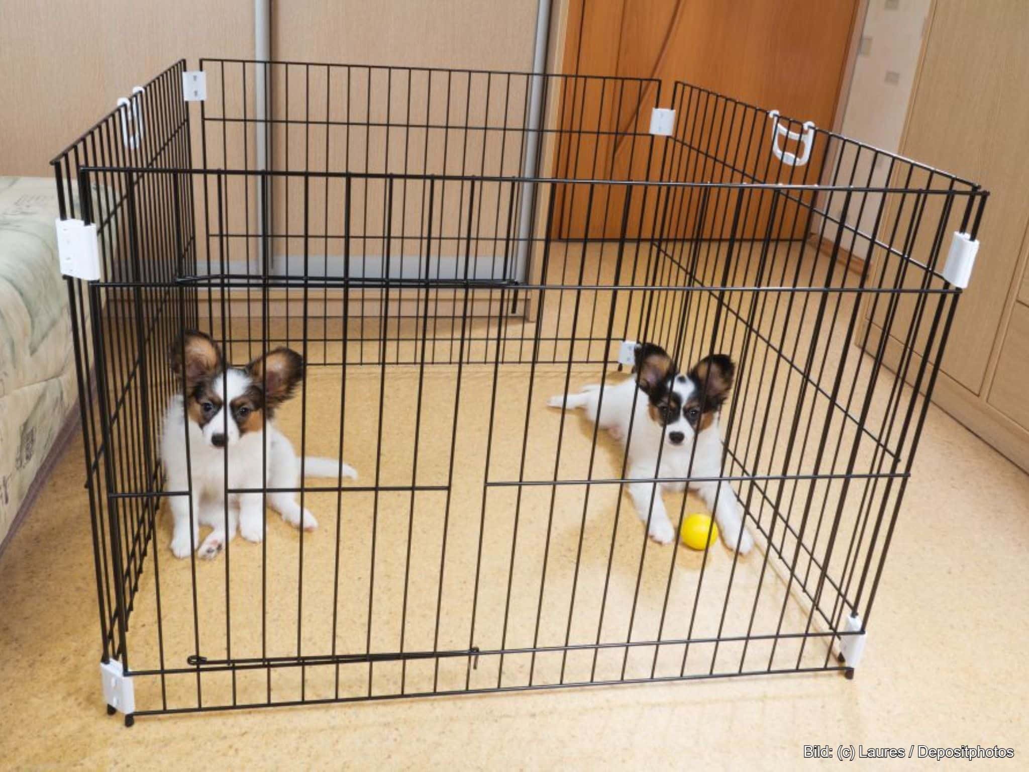 Welpengitter Welpenauslauf