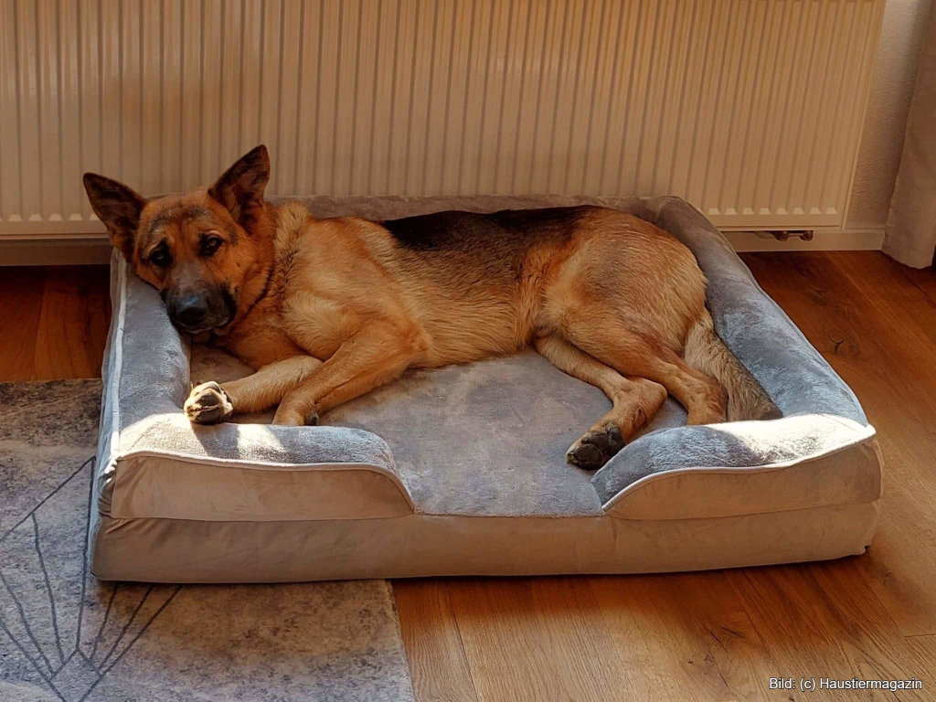 Hundebett Größe M – Dunkelgrau, Waschbar, Orthopädisch, Für Große Hunde Bis Ca. 30 Kg