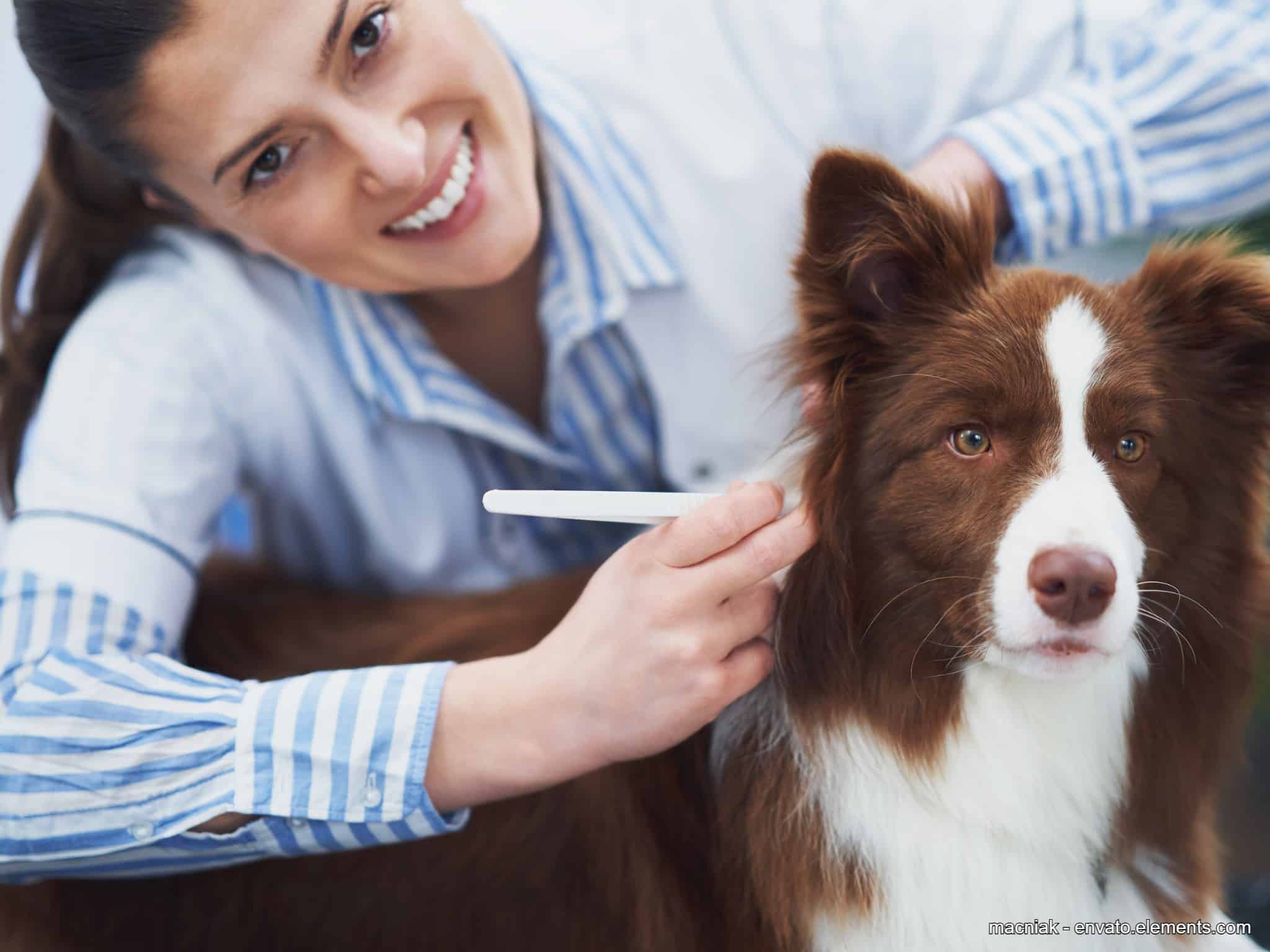 Zecken beim Hund entfernen