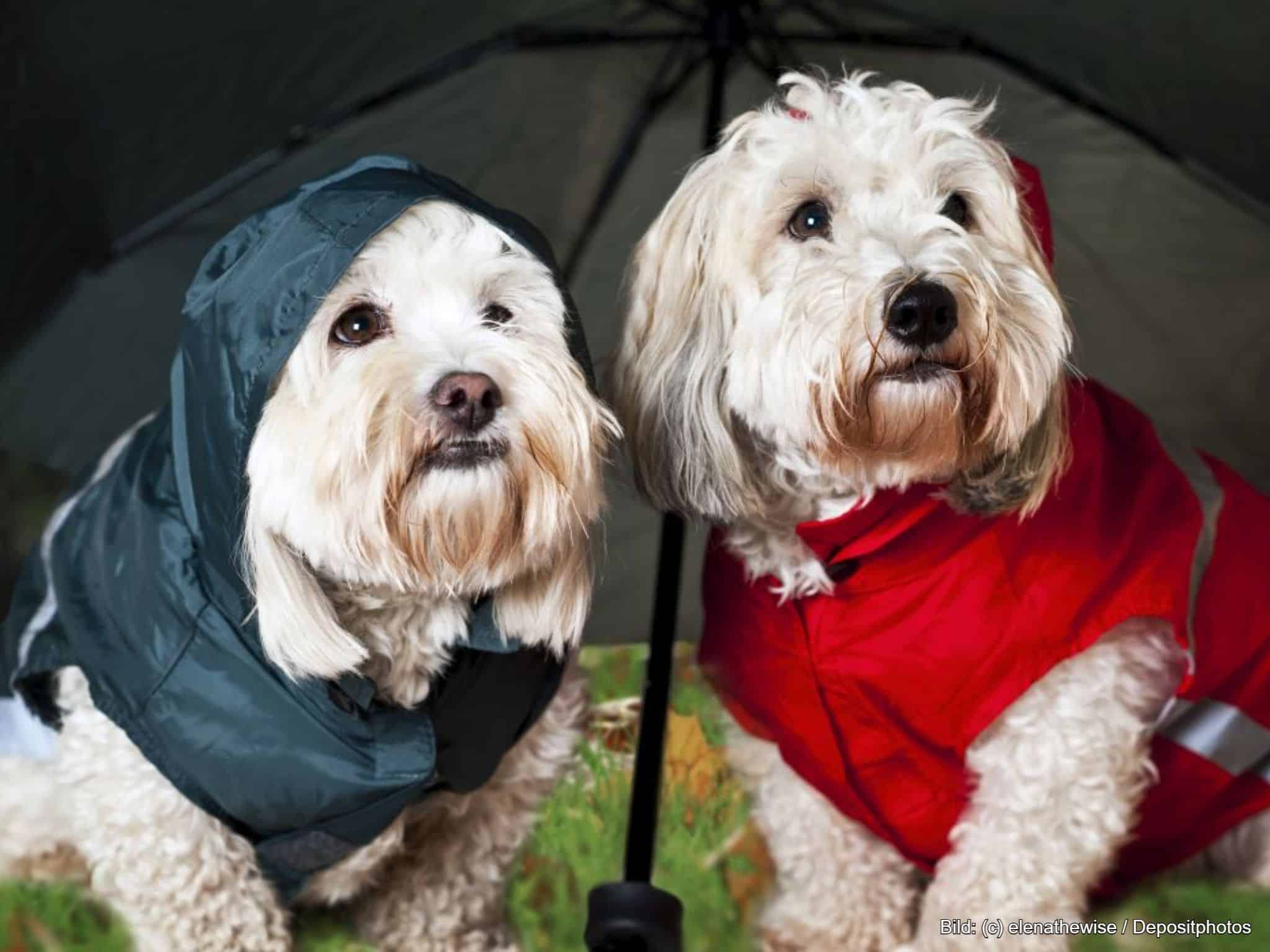 Hunderegenmantel wasserdicht