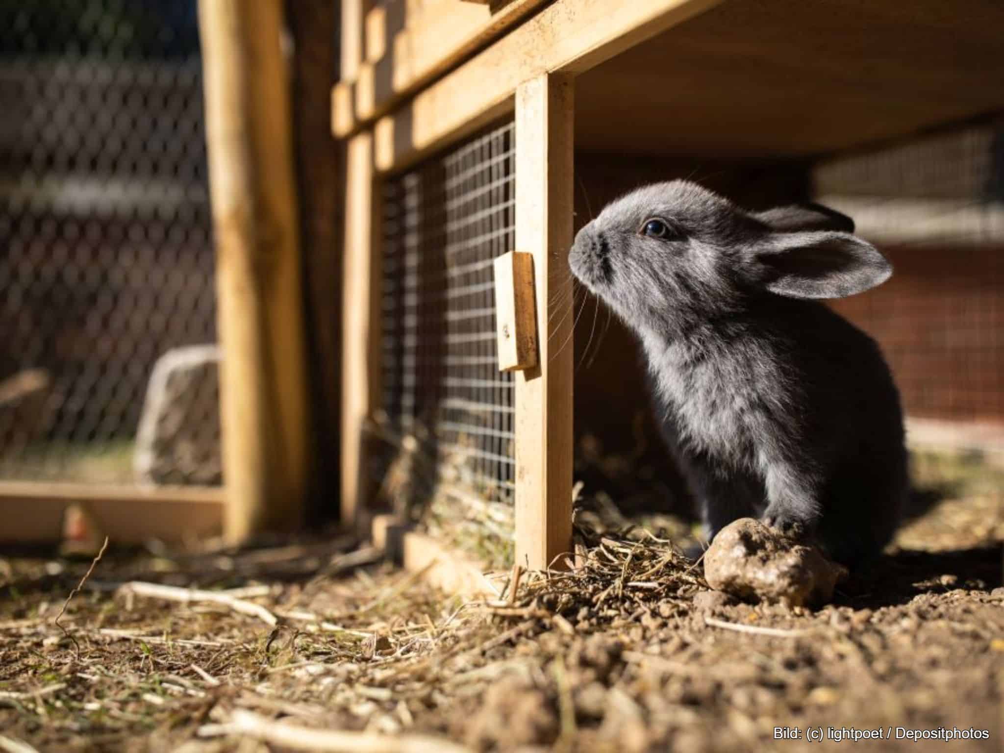 Kleintiergehege außen aus Holz